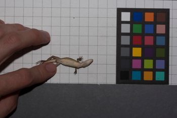 Media type: image;   Herpetology R-186857